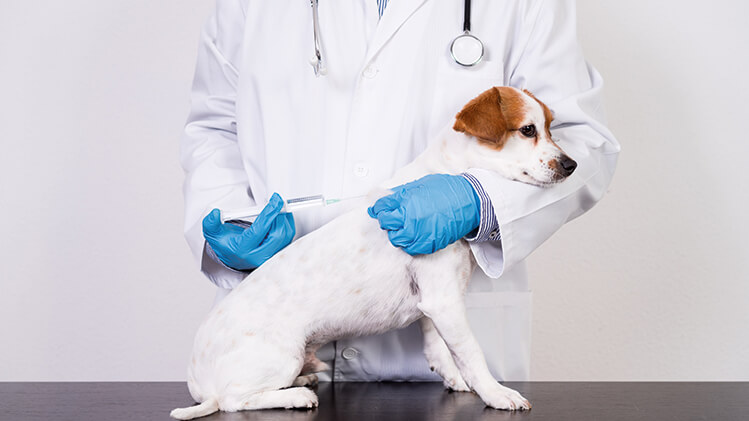 <strong>Dúvidas e Curiosidades sobre Anestesia em Animais (Pets)</strong>
