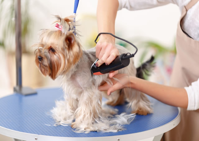 A Importância do Banho e Tosa Higiênica para Pets no Calor 