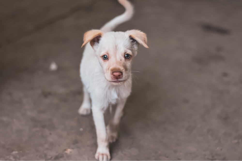 Sarna nos Pets: Entendendo, Reconhecendo e Tratando