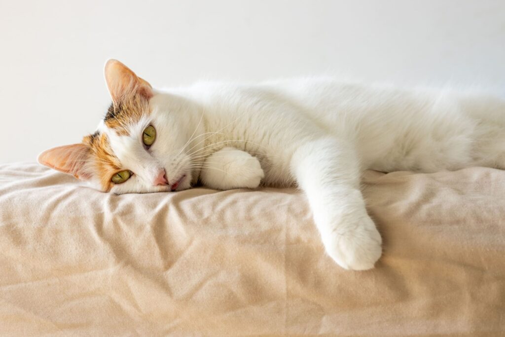 Doenças Renais em Gatos: O Que Você Precisa Saber